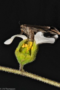 Greya politella pollinating Lithophragma bolanderi